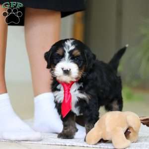 Chico, Mini Bernedoodle Puppy